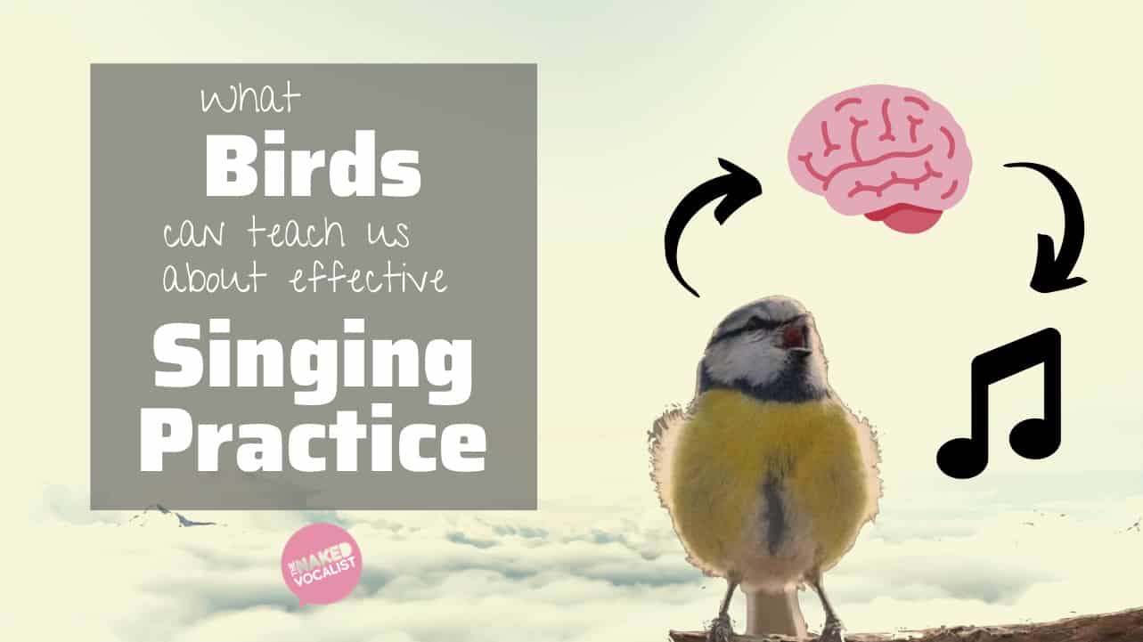 Bird-Brained – What Birds Can Teach Us About Effective Singing Practice Bird-Brained – What Birds Can Teach Us About Effective Singing Practice